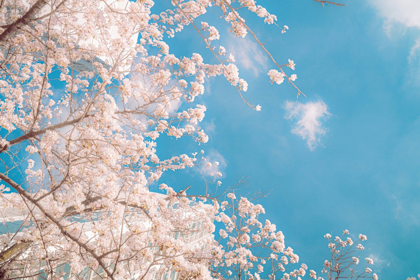 벚꽃이 핀 하늘 — 김스튜디오