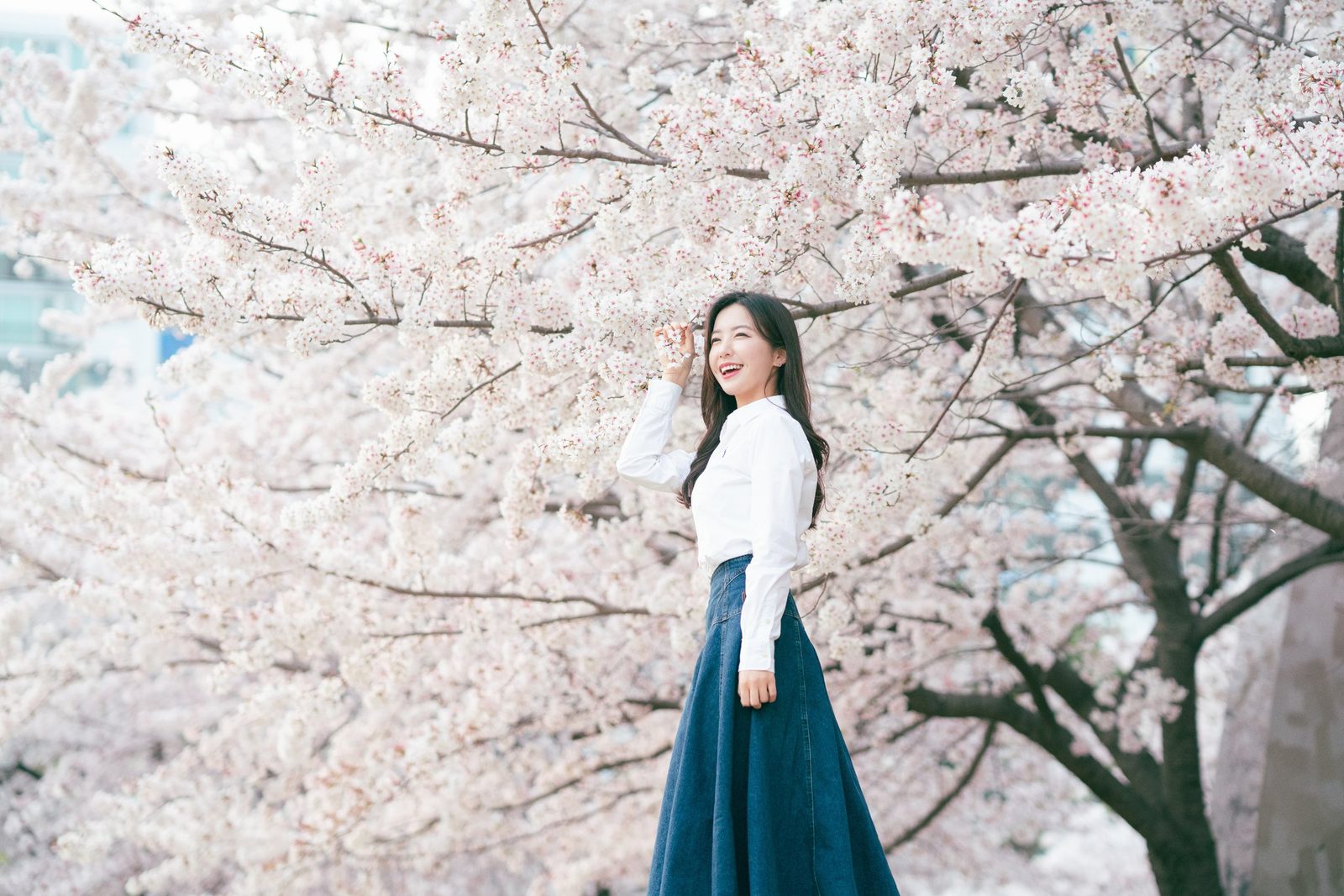 벚꽃 아래 봄 인물사진 — 김스튜디오